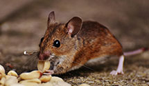 24 Hour & Emergency Exterminators in Smyrna, TX